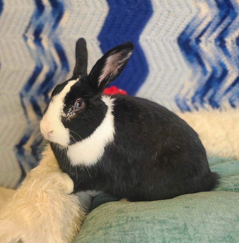 Picture of the Animal Listed